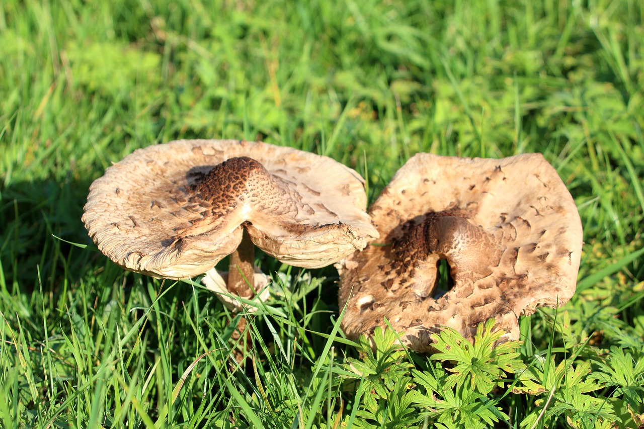 mushroom brown autumn free photo