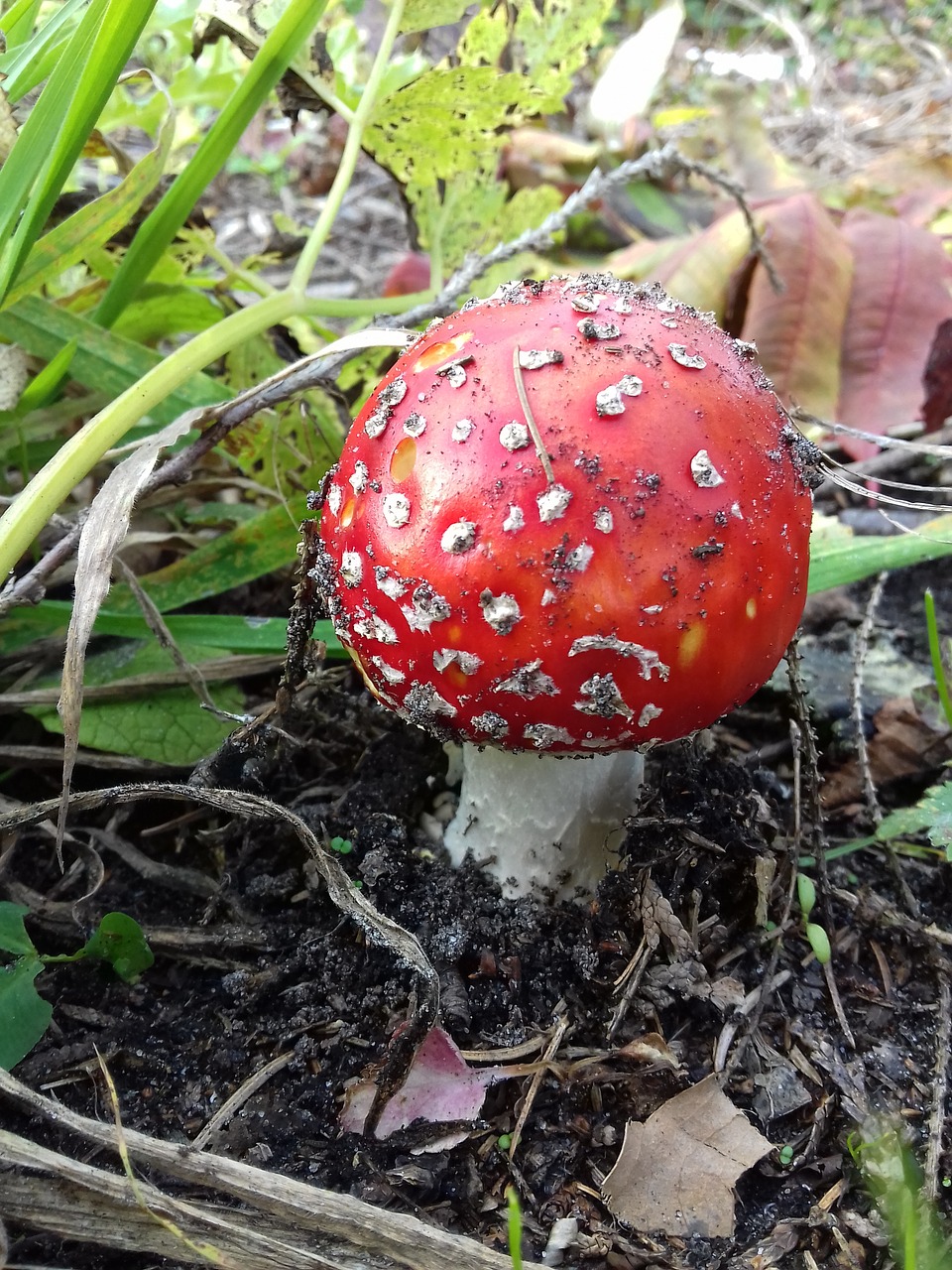 mushroom red fly agaric autumn free photo