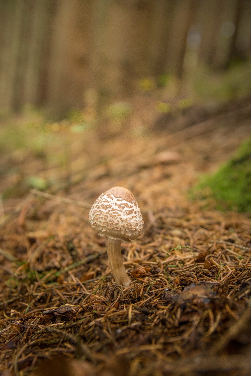 mushroom forest leaves free photo