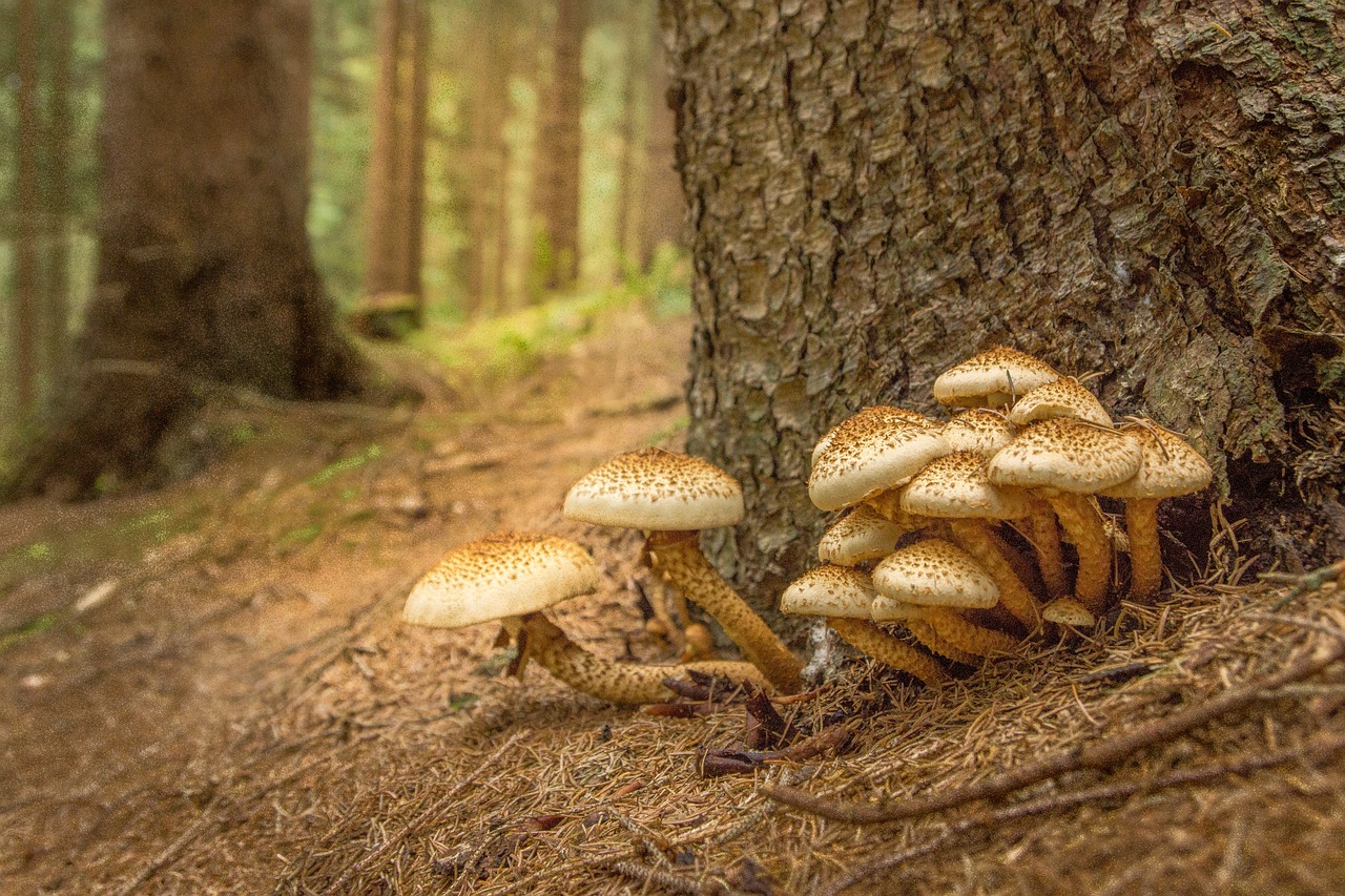 mushroom sparriger mushroom log free photo