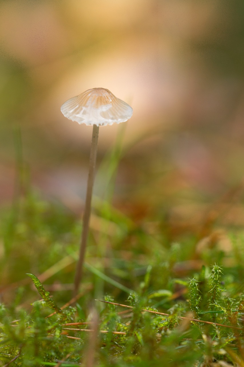 mushroom green yellow autumn free photo