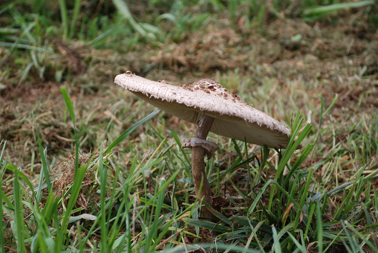 mushroom mushrooms lepiota free photo