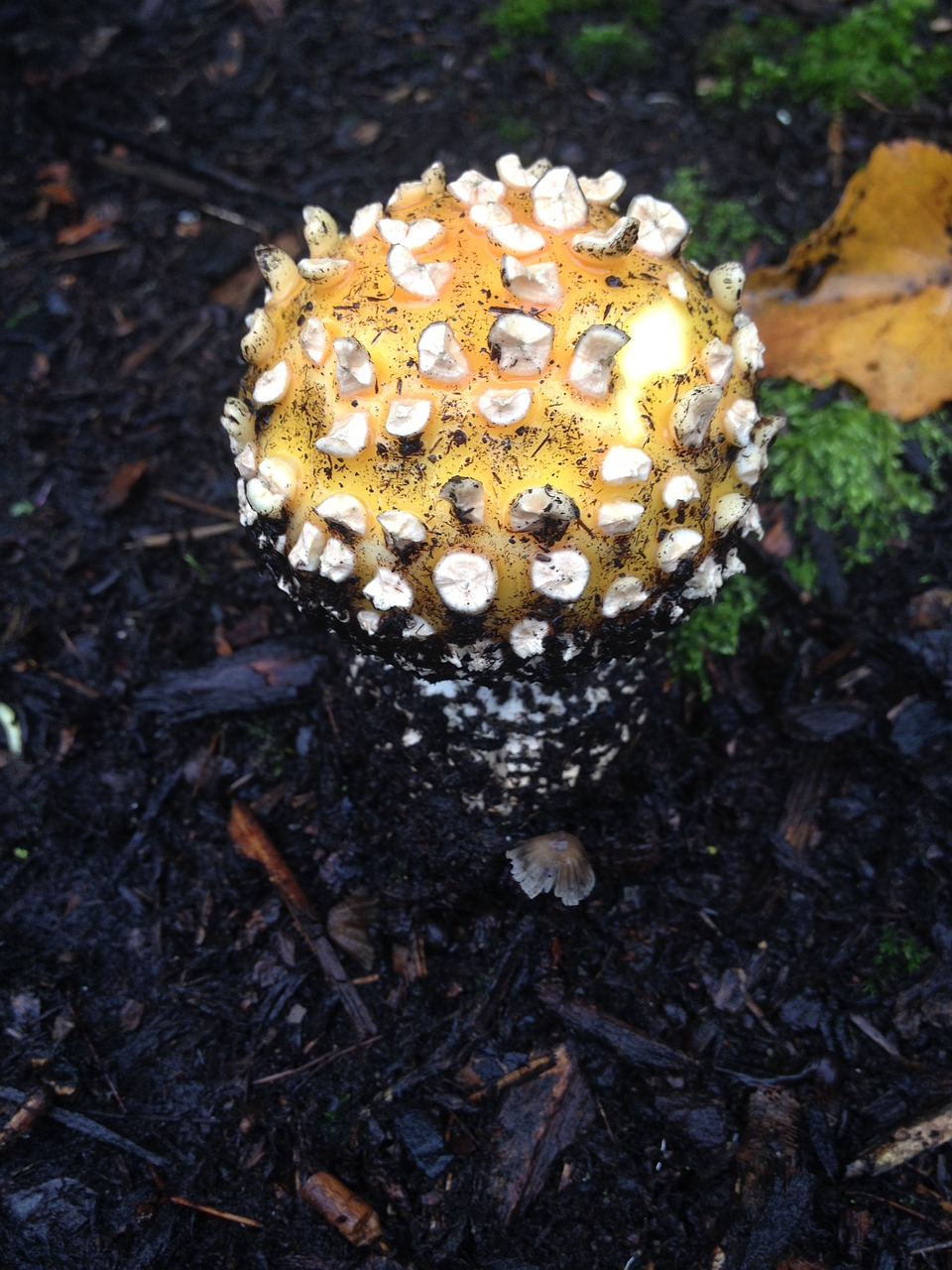 mushroom cap mushroom cap free photo