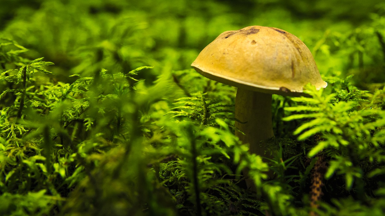 mushroom autumn forest free photo