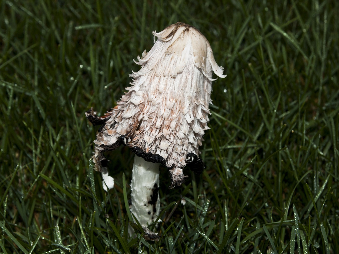 mushroom plant fungi free photo