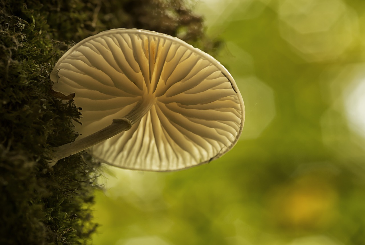 mushroom forest fungi free photo