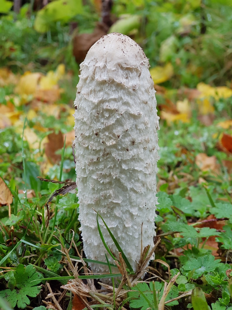 mushroom forest mushroom autumn free photo