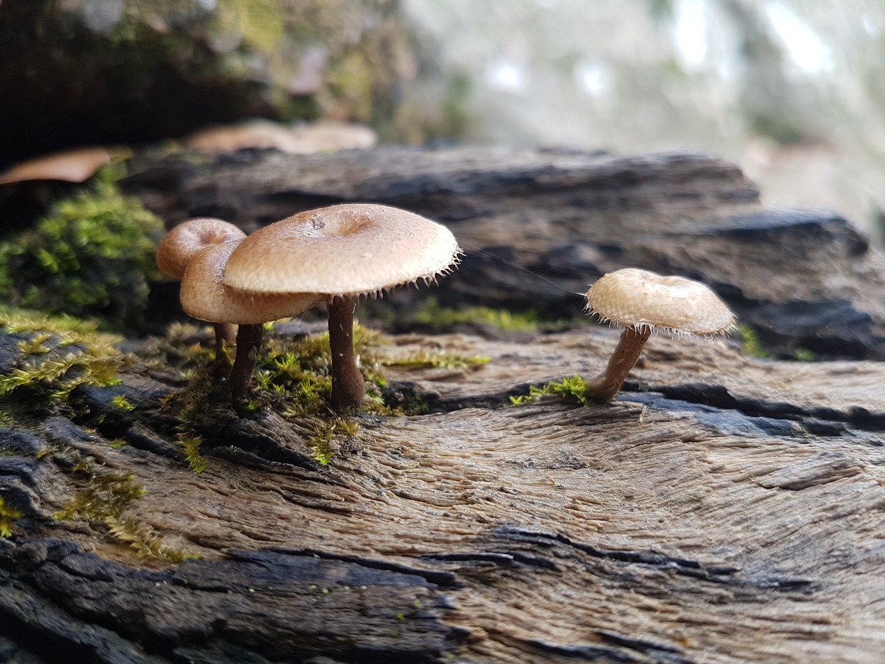 mushroom rainforest australia free photo