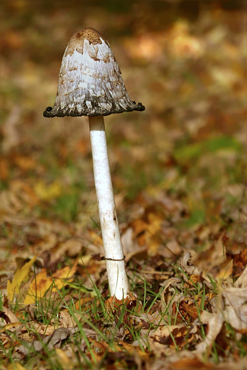 mushroom schopf comatus coprinus comatus free photo