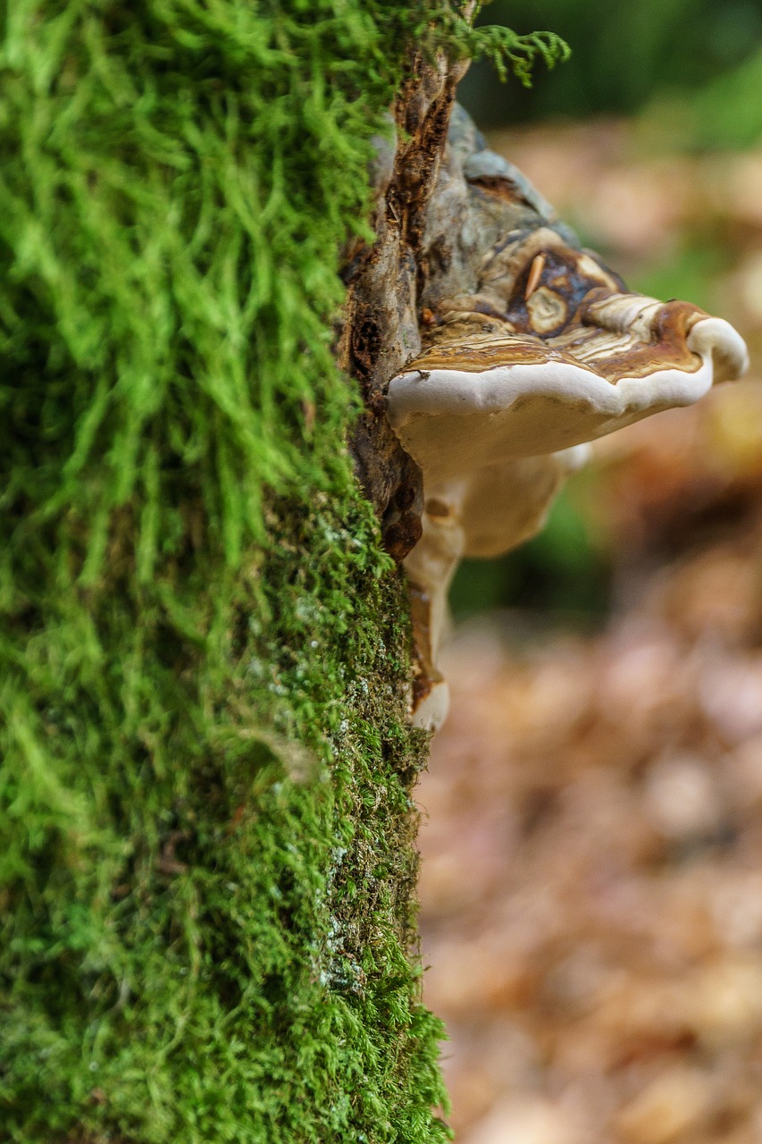 mushroom moss tree free photo