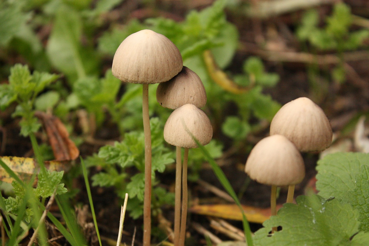 mushroom forest nature free photo