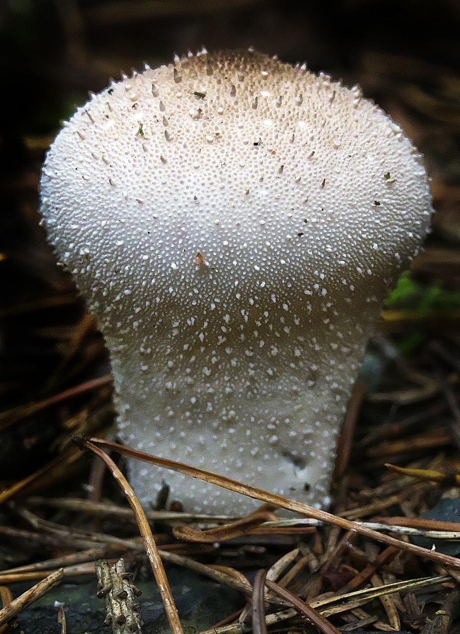 mushroom bottle umbrinum bottle bovist free photo