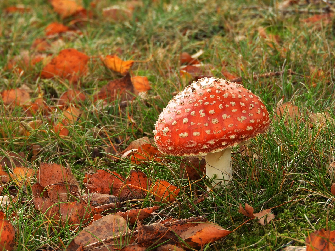 mushroom autumn red fly agaric free photo