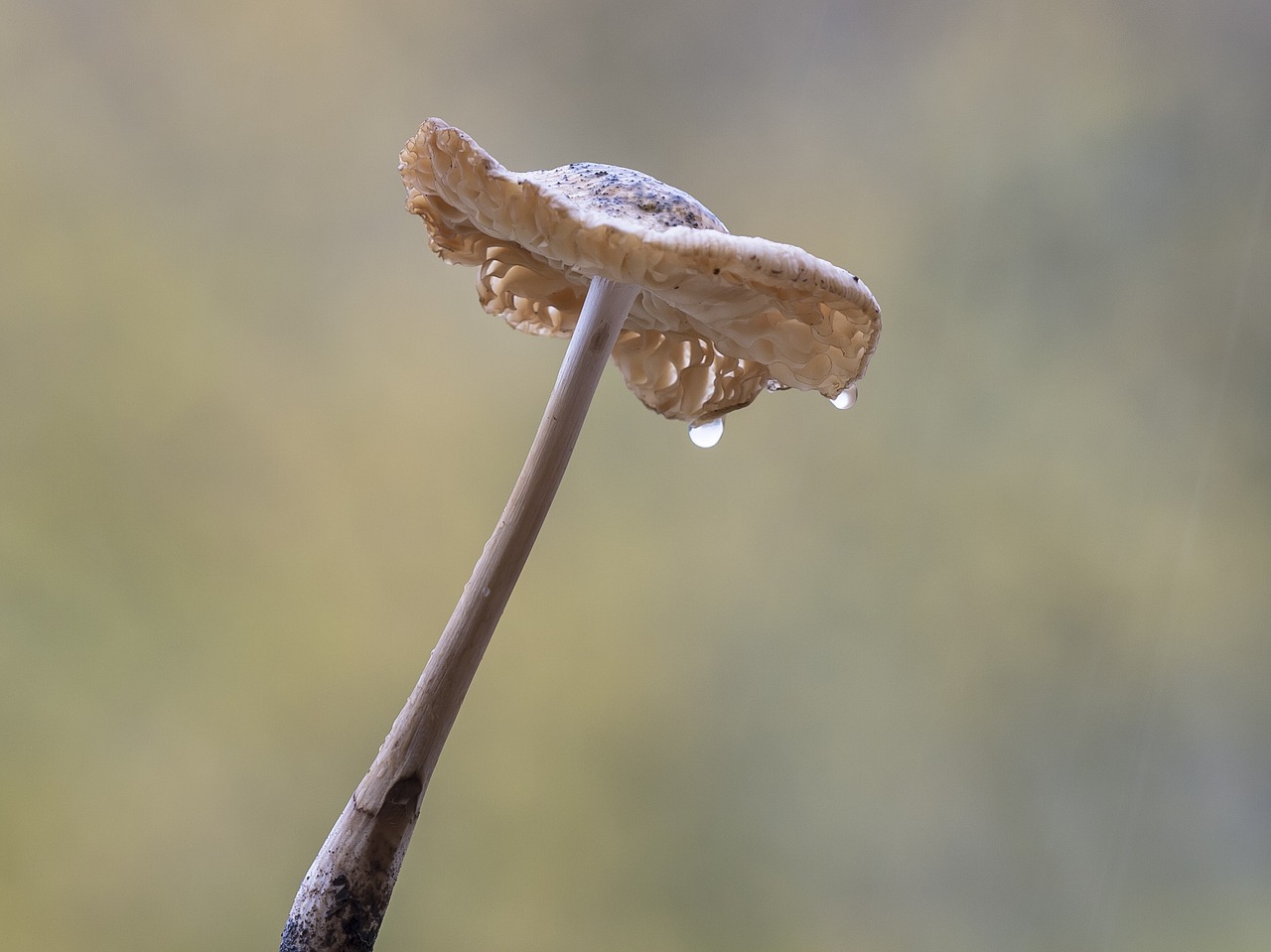 mushroom raindrop wet mushroom free photo