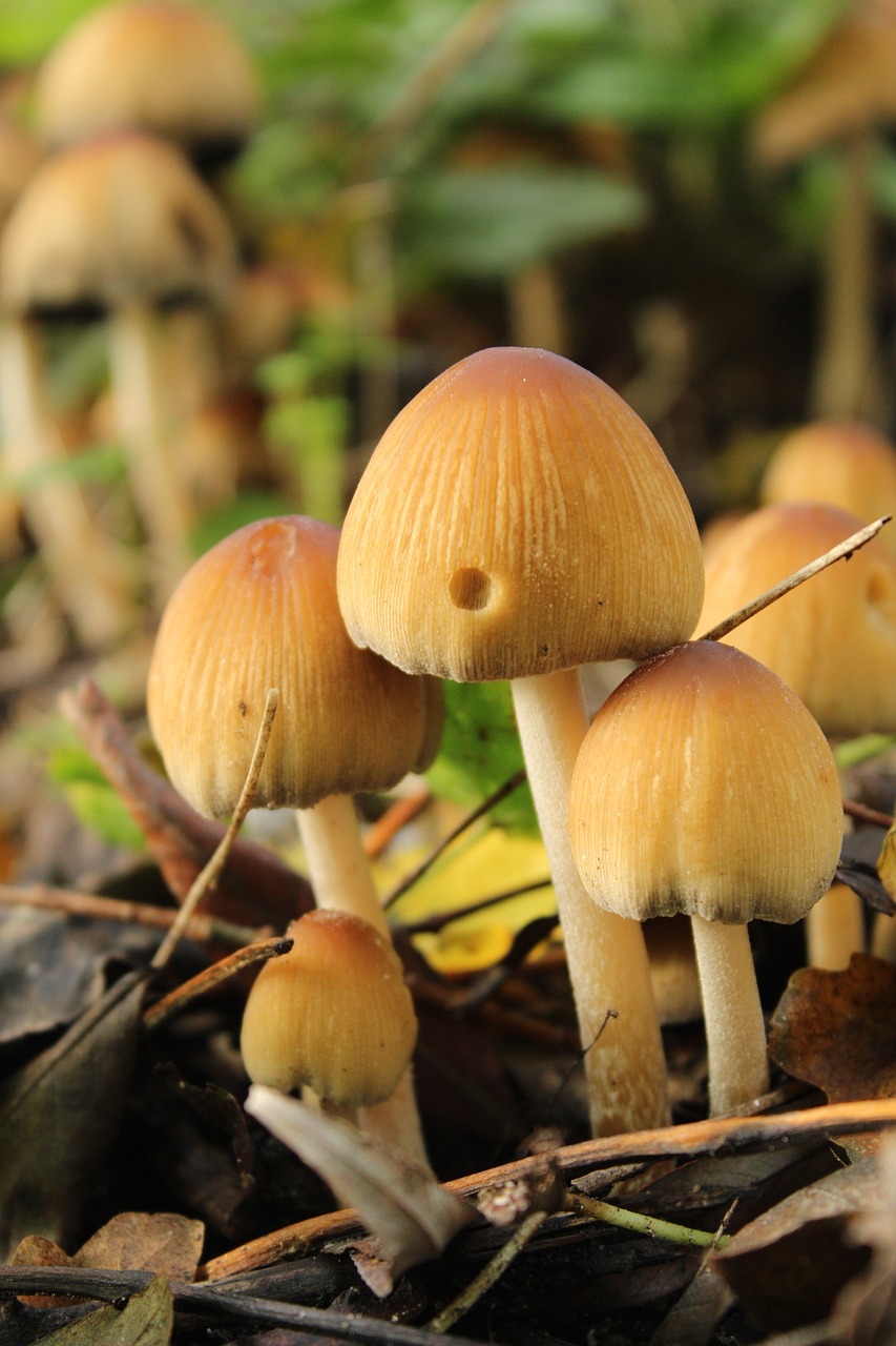 mushroom nature park free photo