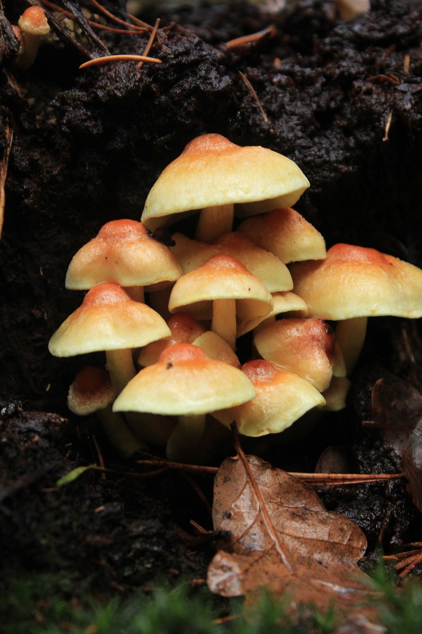 mushroom park nature free photo