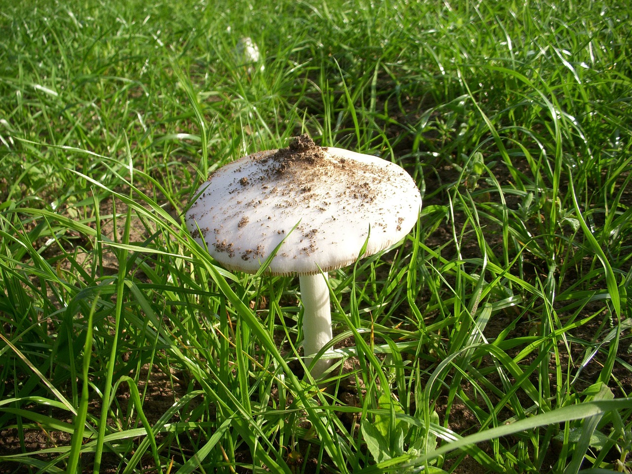 mushroom agaric autumn free photo
