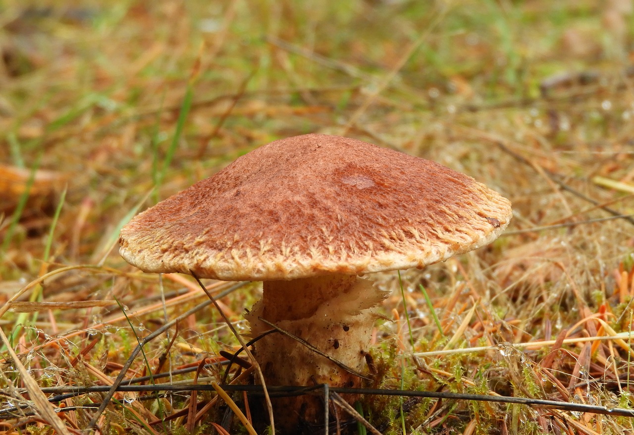 mushroom nature closeup free photo