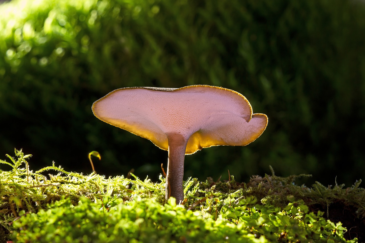 mushroom small mushroom reishi free photo