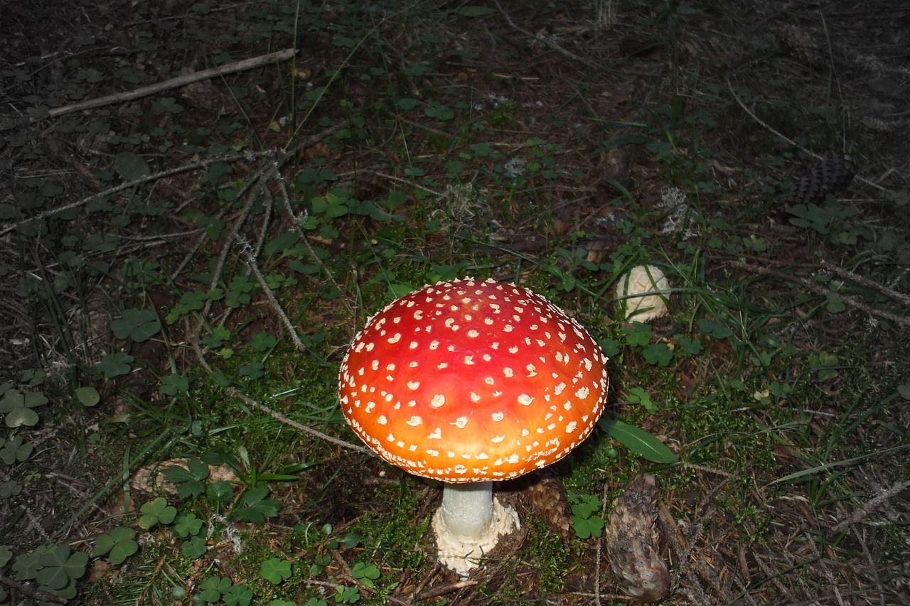 mushroom bad mushroom bad free photo