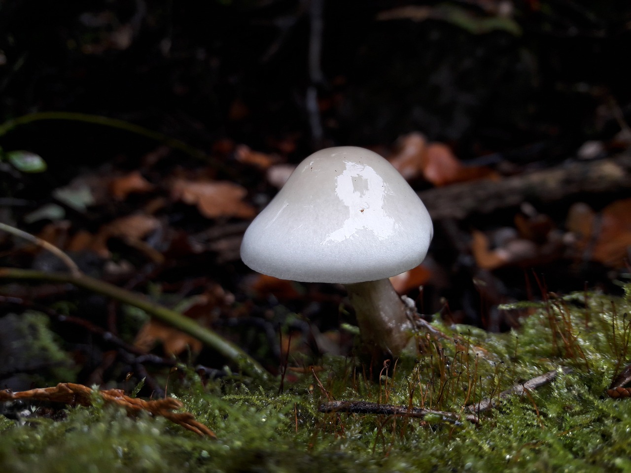 mushroom toadstool fungus free photo