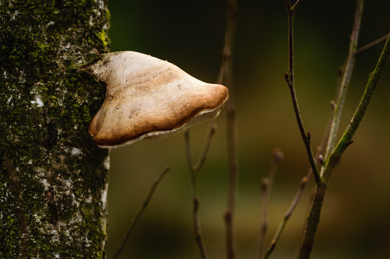 mushroom tree baumschwamm free photo