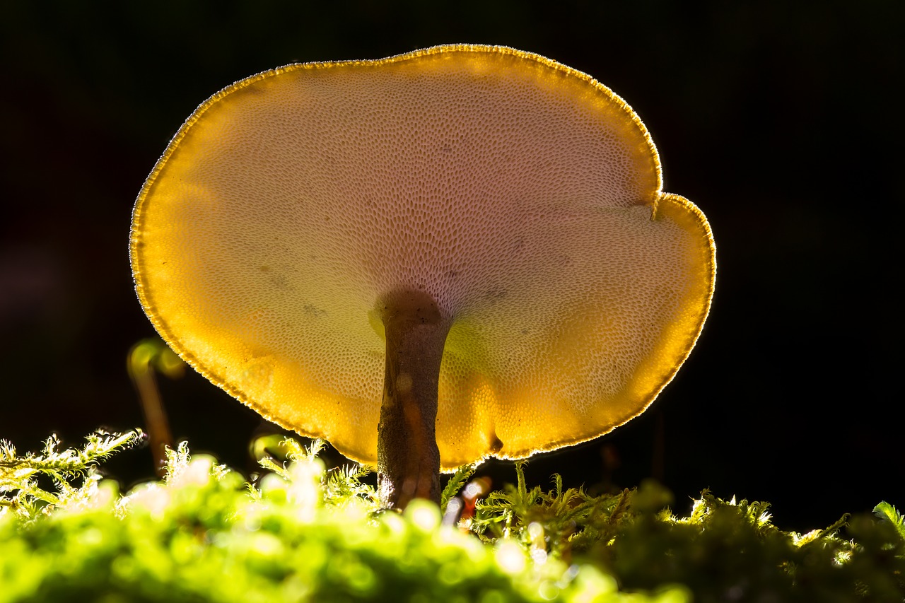 mushroom mini mushroom reishi free photo