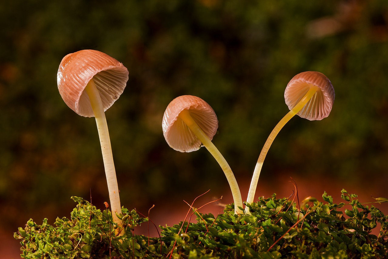 mushroom mushroom group mini mushroom free photo
