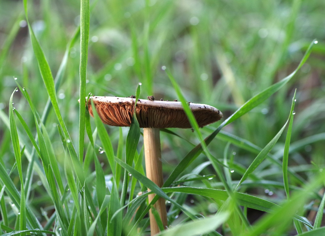 mushroom grasshopper plaques free photo