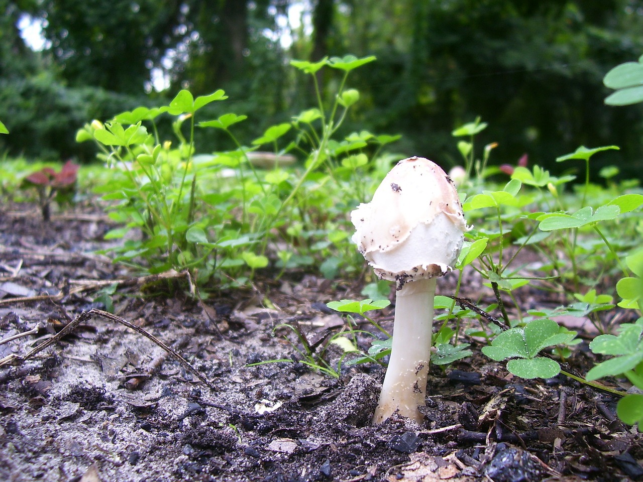 mushroom fungus fungi free photo