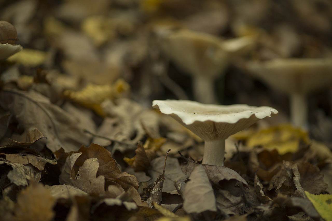 mushroom autumn forest free photo