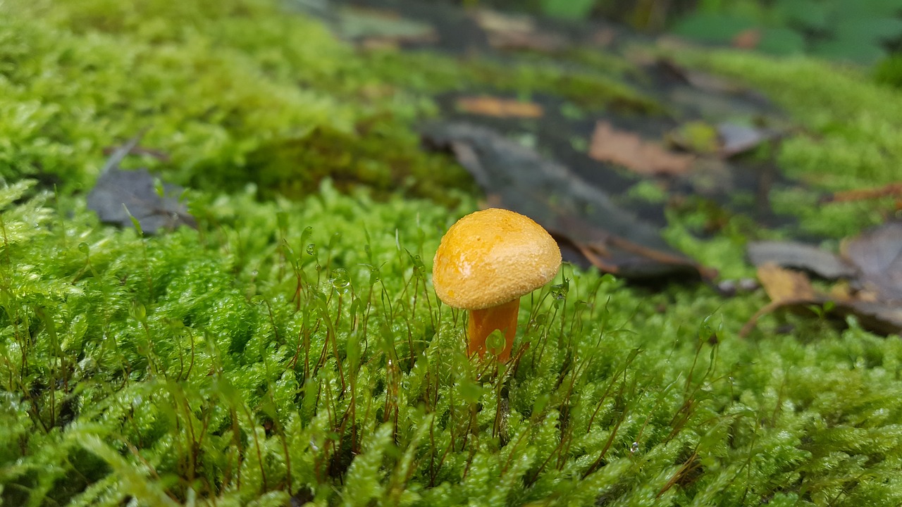 mushroom forest alone free photo