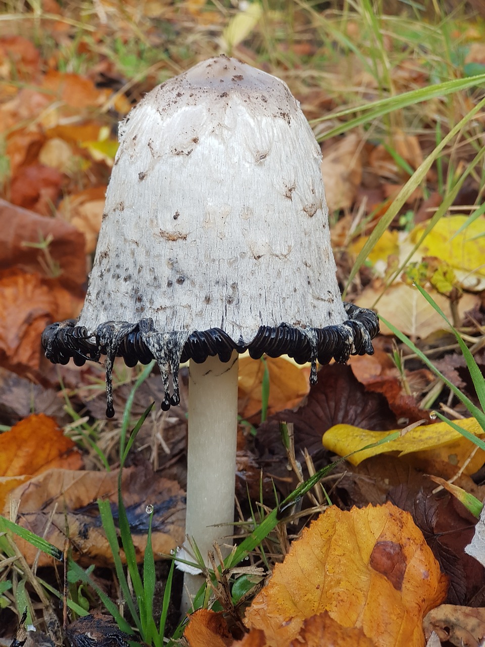 mushroom comatus leaves free photo