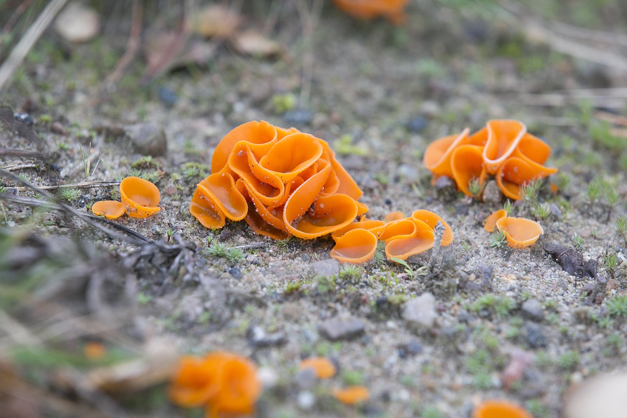 mushroom orange plant free photo