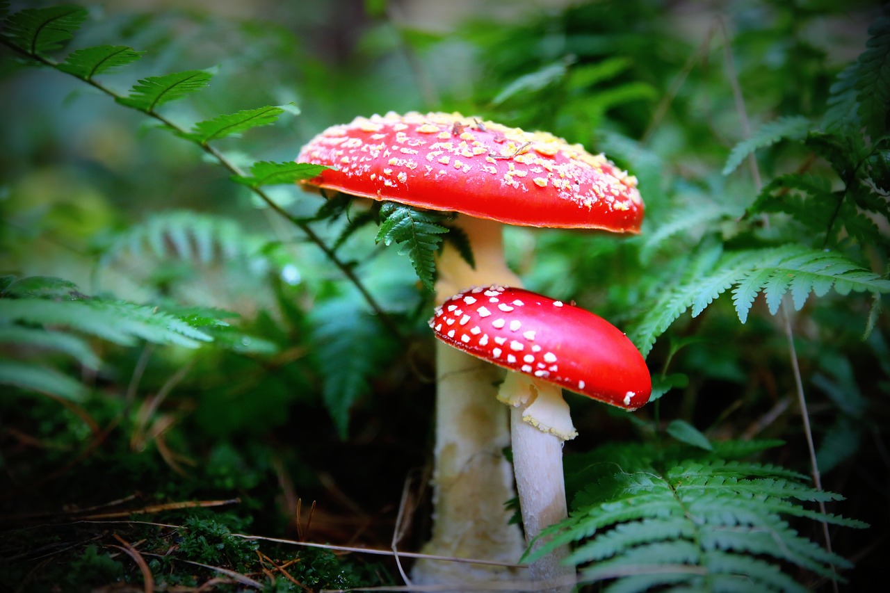 mushroom amanita fly agaric red free photo