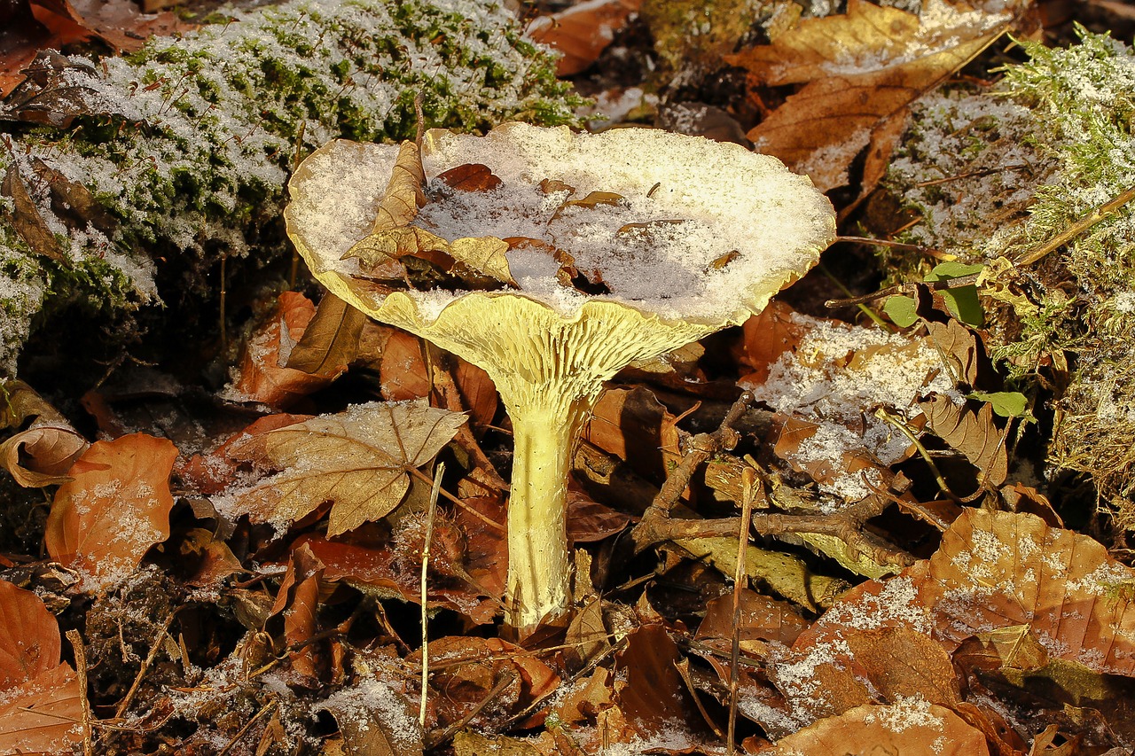 mushroom agaric forest mushroom free photo