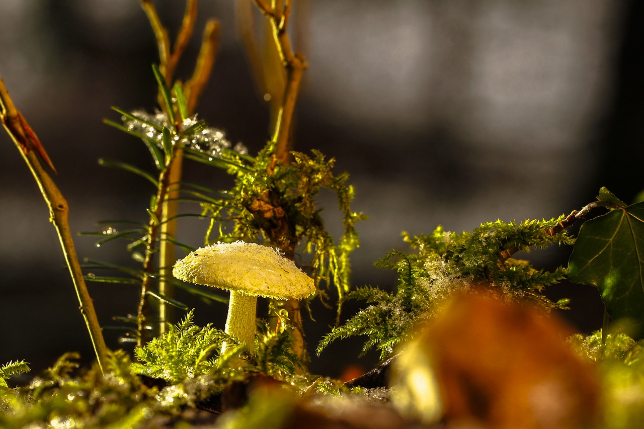 mushroom blue mushroom autumn free photo