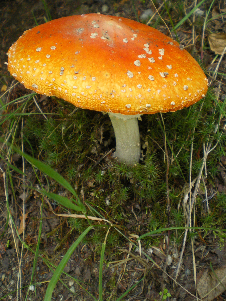 alaska mushroom mushroom 3 free photo