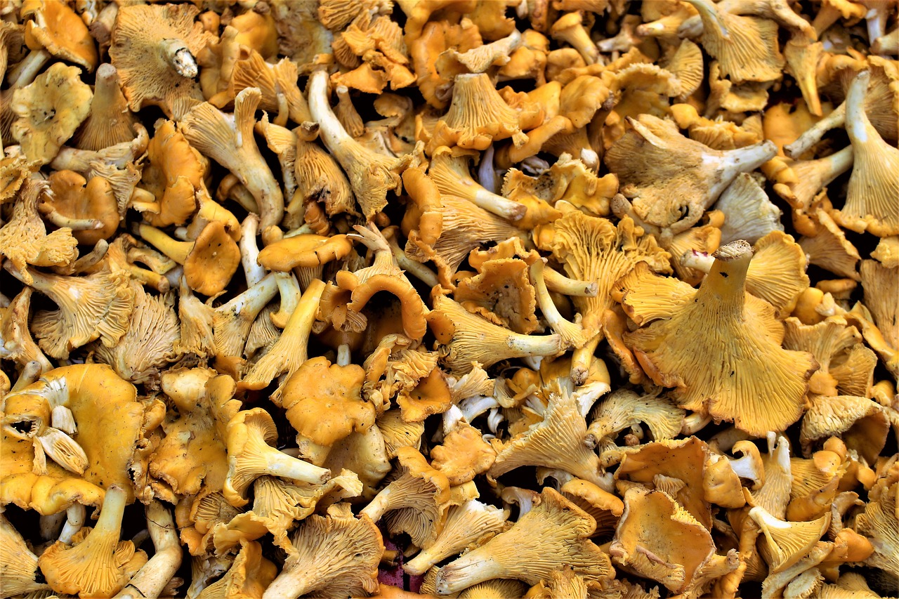mushroom chanterelle fungi free photo