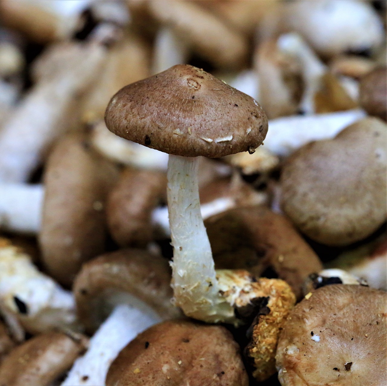mushroom fungus boletus free photo