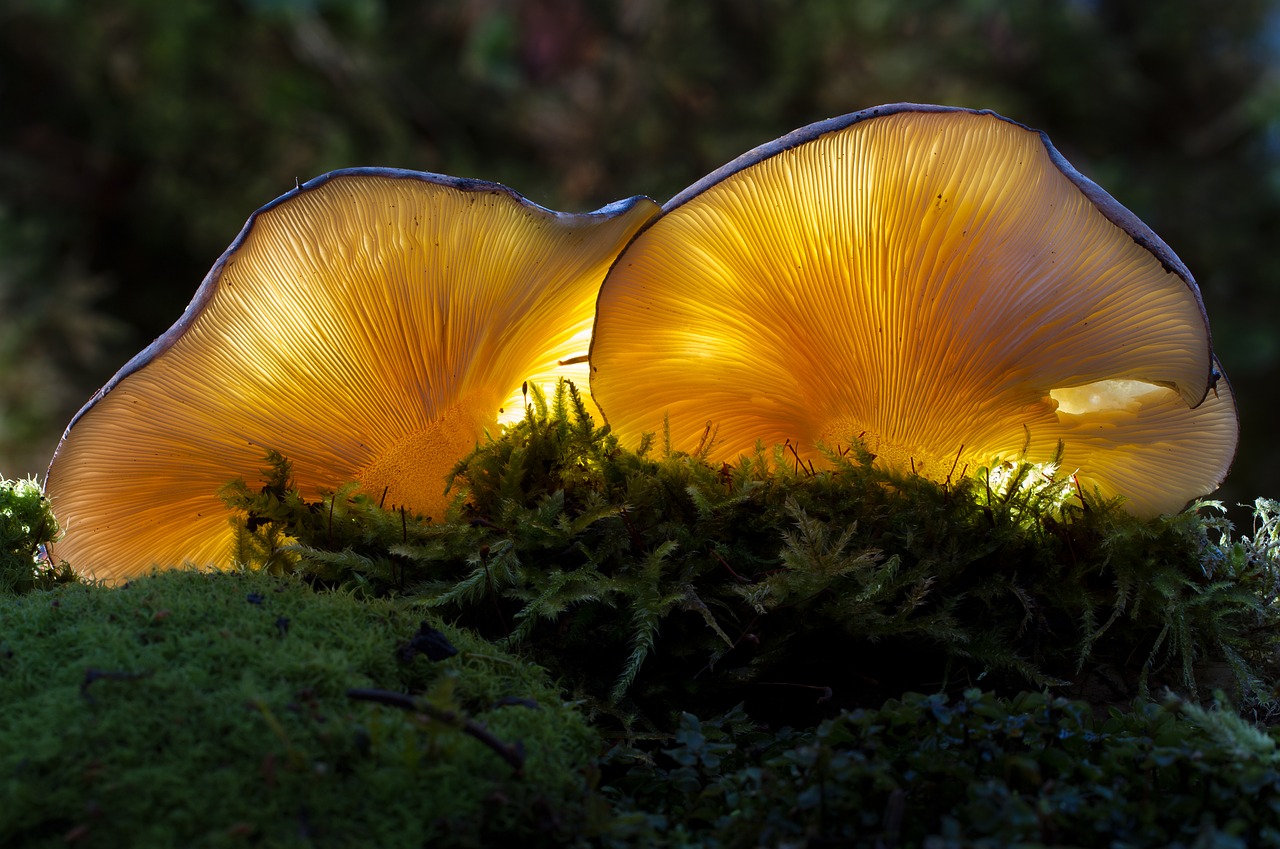mushroom bright nature free photo