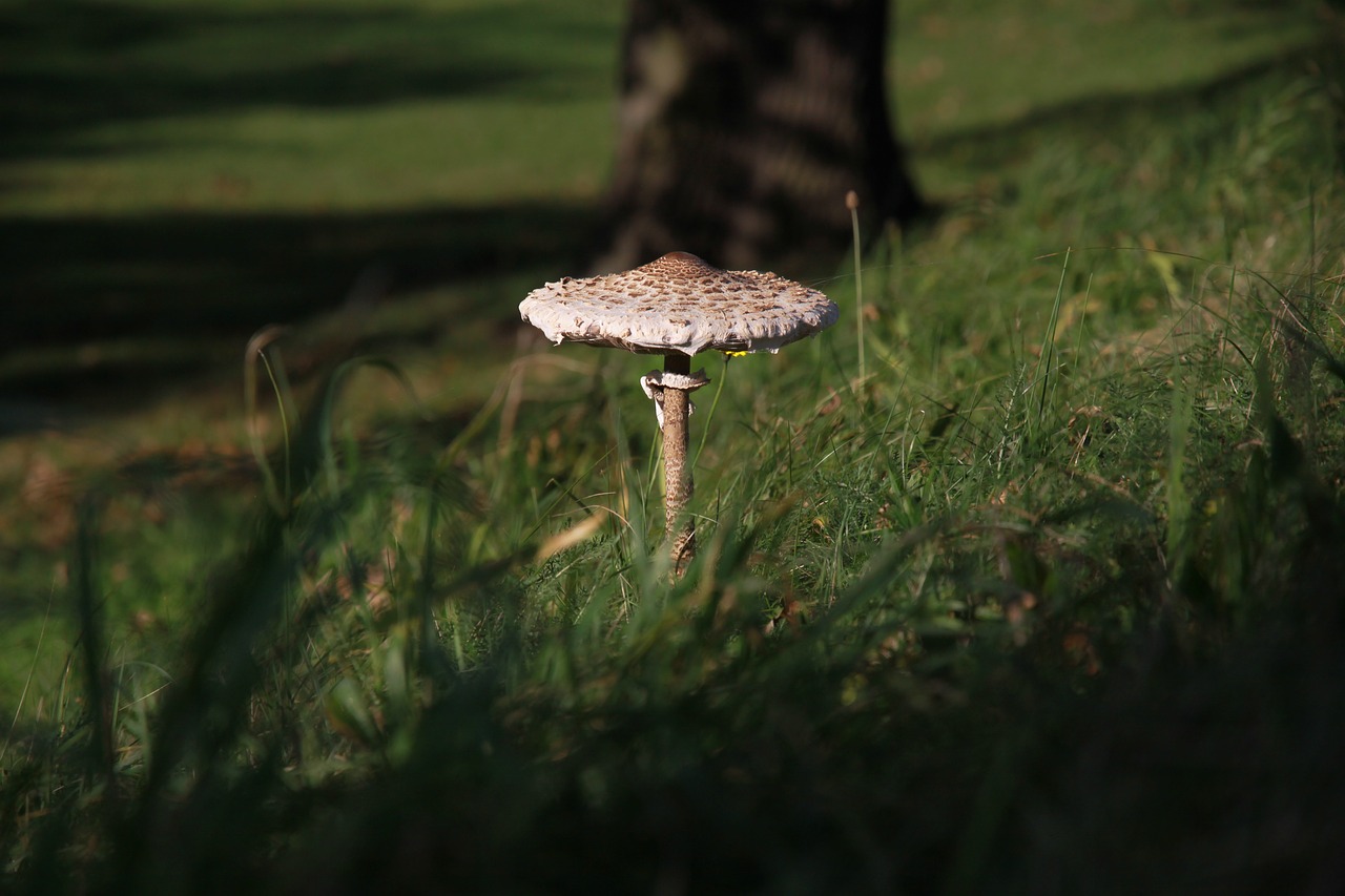 mushroom nature grass free photo