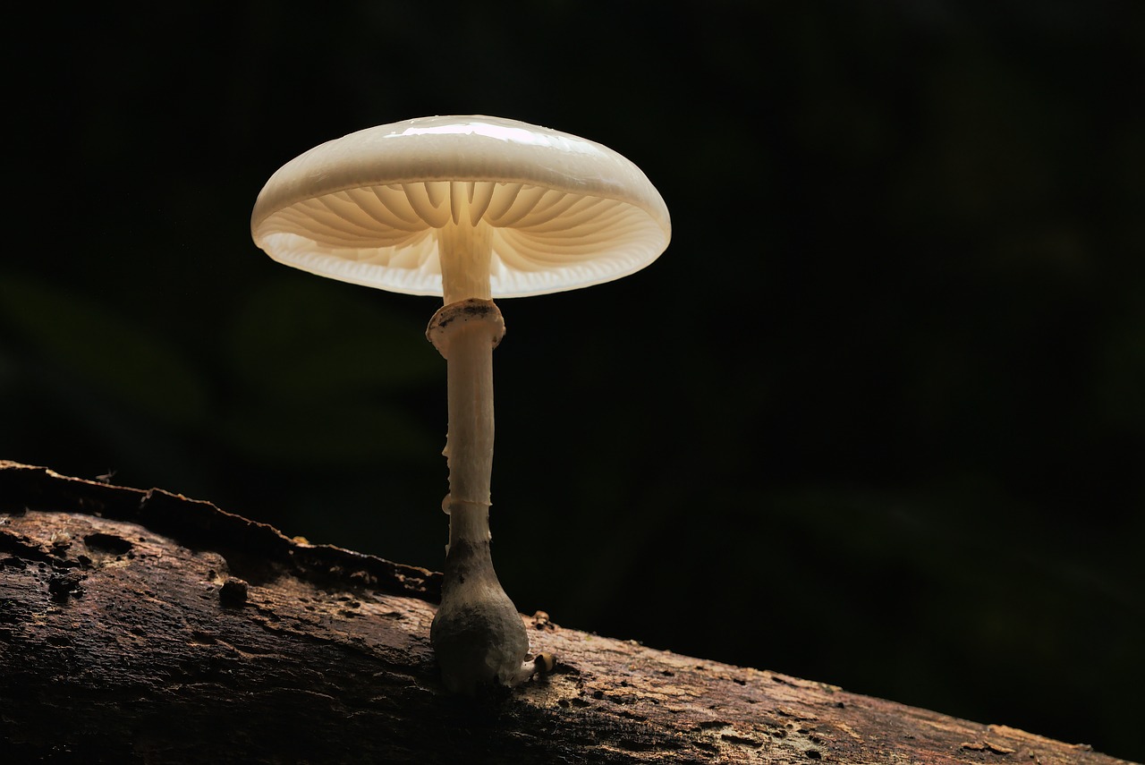 mushroom nature wood free photo