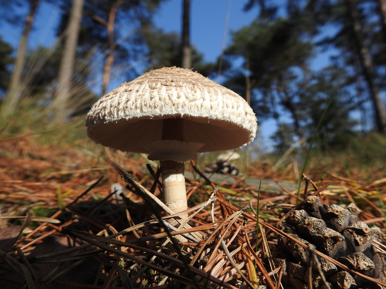 mushroom nature autumn free photo