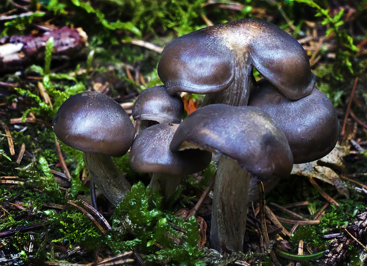 mushroom forest moss free photo