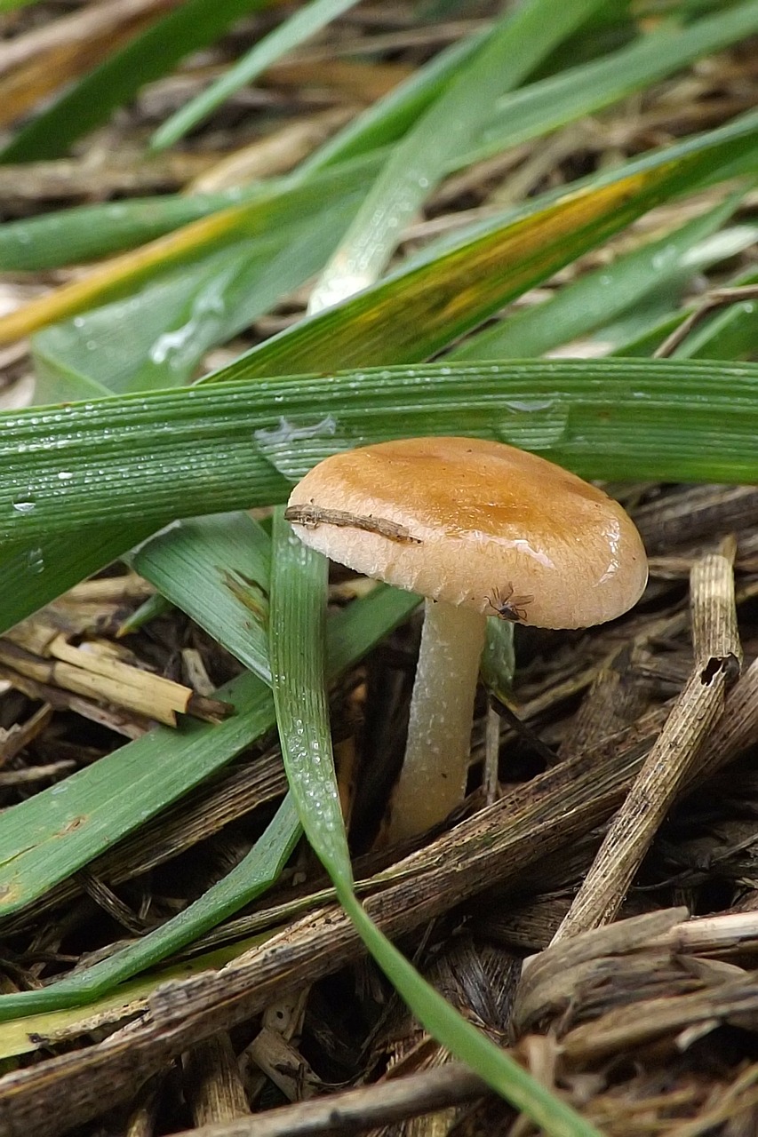 mushroom nature plant free photo