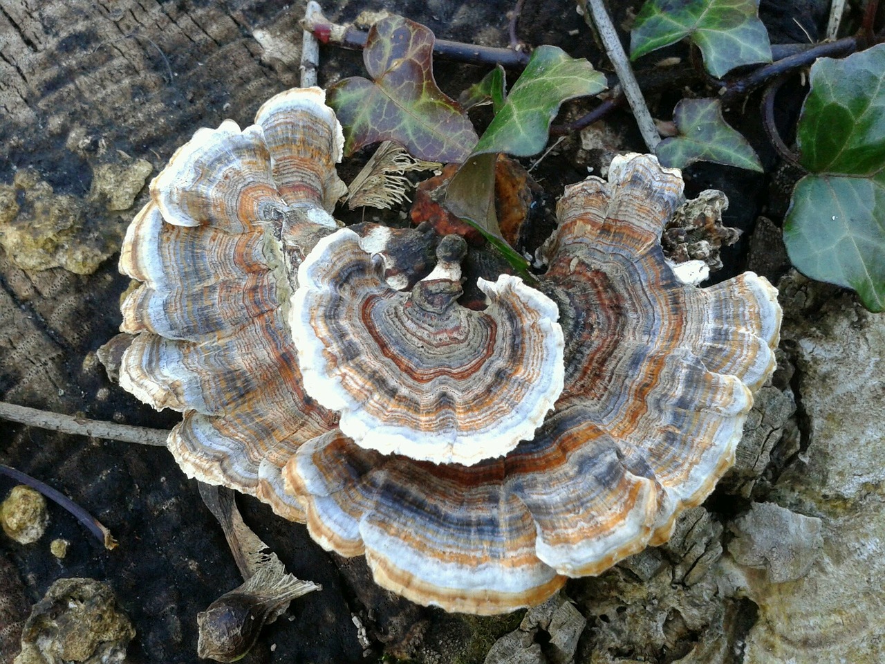mushroom agaric brown free photo