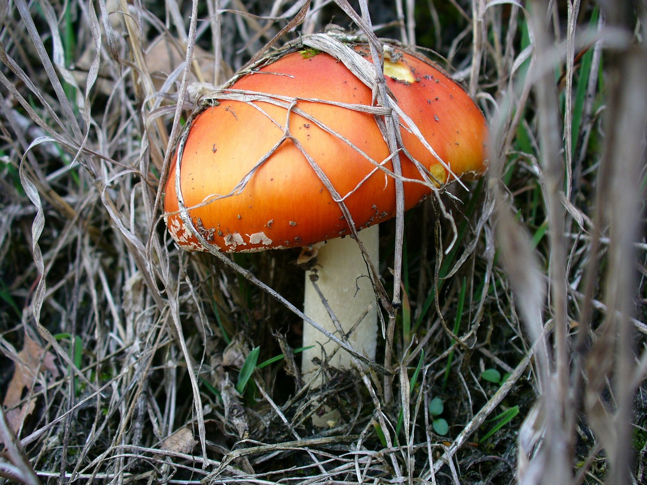 mushroom nature forest free photo