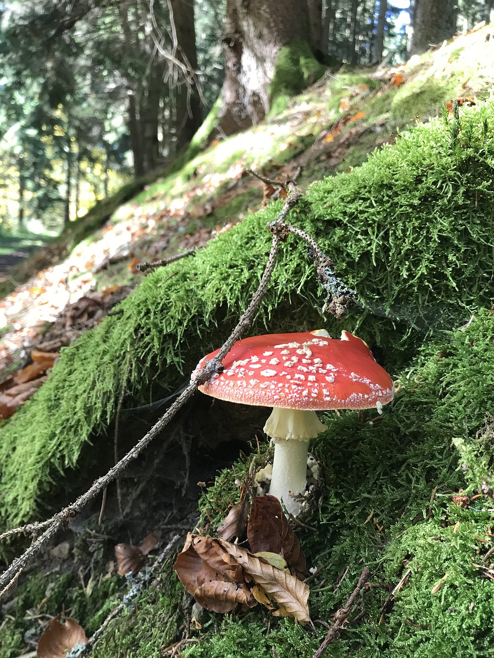 mushroom moss nature free photo