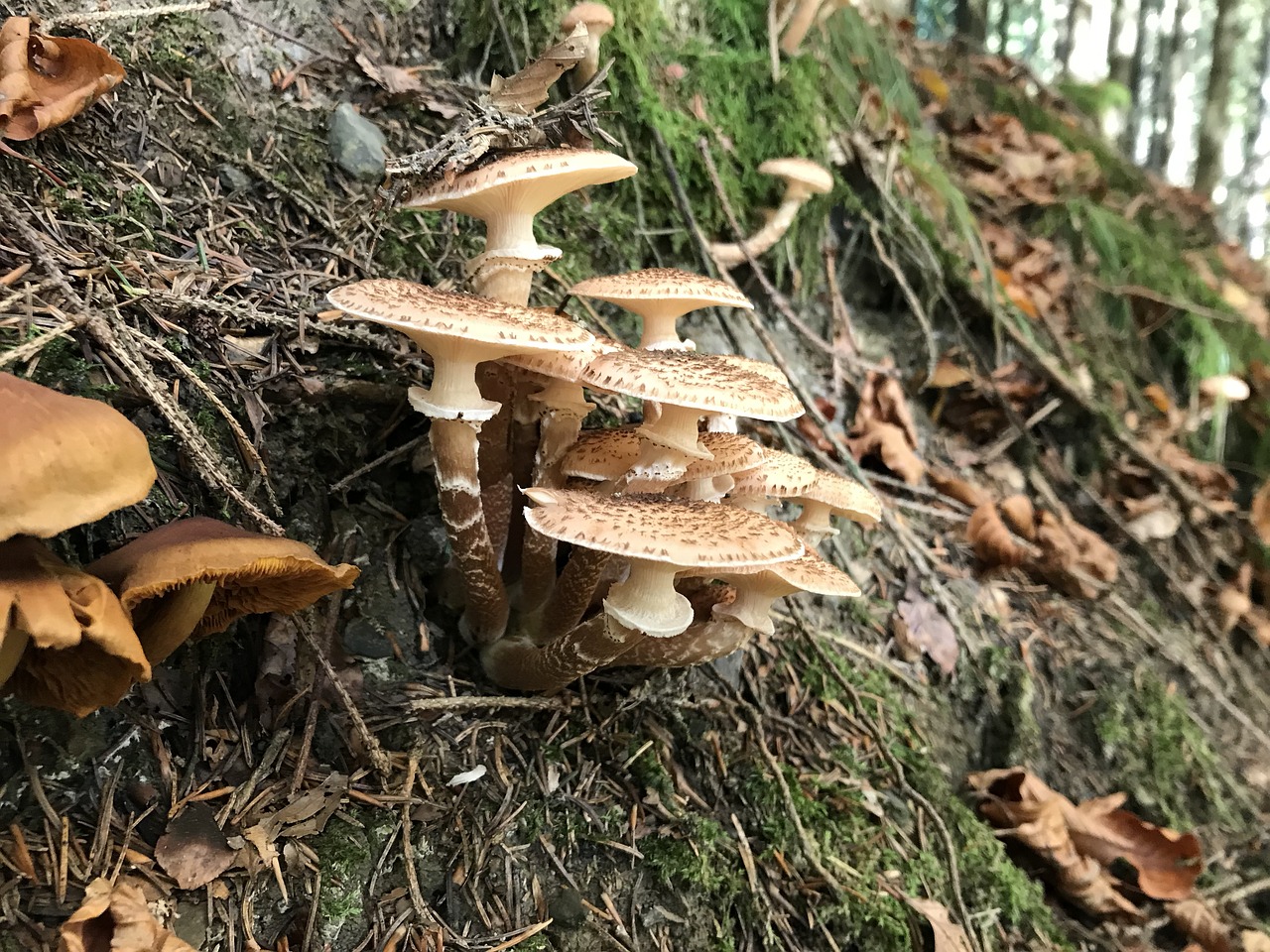 mushroom rac wood free photo